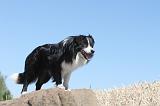 BORDER COLLIE 166